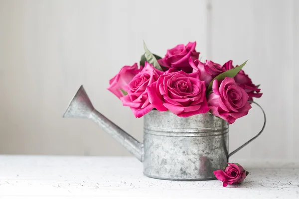 Pink roses — Stock Photo, Image