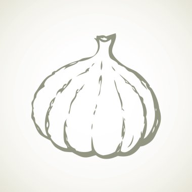 Sarımsak. Vektör çizim