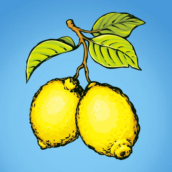 Lemon. Vector drawing — Stock Vector