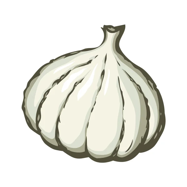 Garlic. Vector drawing — Stock Vector