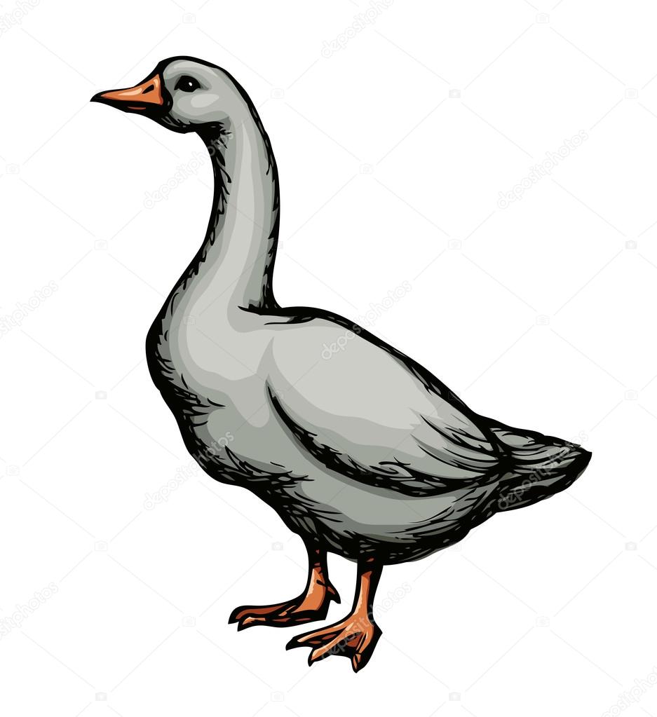 Goose. Vector drawing