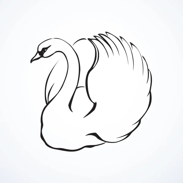 Swan. Vector tekening — Stockvector