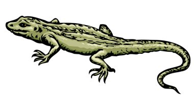 Lizard. Vector drawing clipart