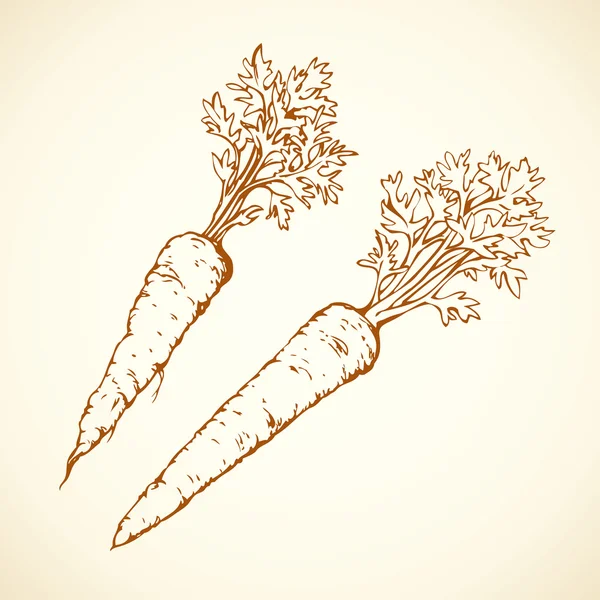 Une carotte. Dessin vectoriel — Image vectorielle