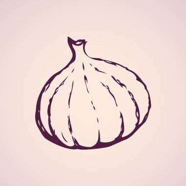 İncir. Vektör çizim