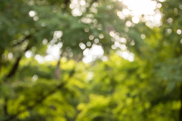 Parco sfocato con luce bokeh, sfondo naturale — Foto Stock