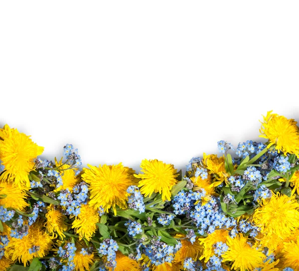 Dandelions and me-nots on white background — Stok Foto