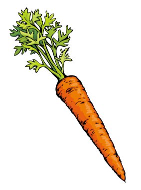 Havuç. Vektör çizim