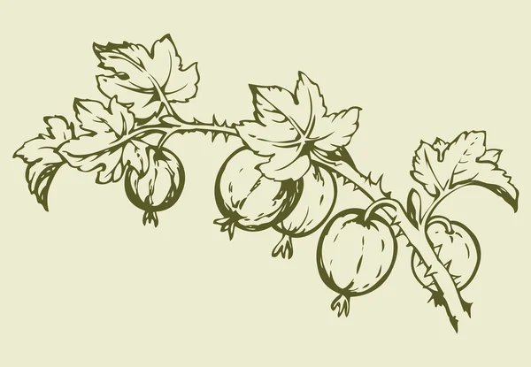 Gooseberry. Vector drawing — Stock Vector
