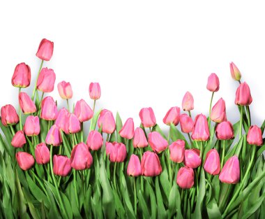 arka plan ile kırmızı lale