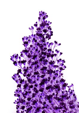 Siyah arka plan üzerine izole Arabis