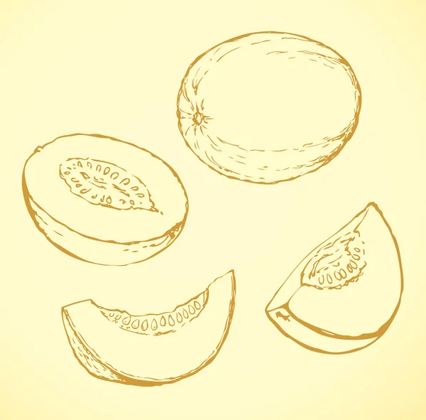 Melon. Vektorritning — Stock vektor