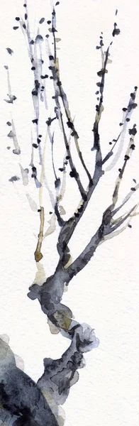 Aquarelle. Branches nues d'un vieil arbre — Photo