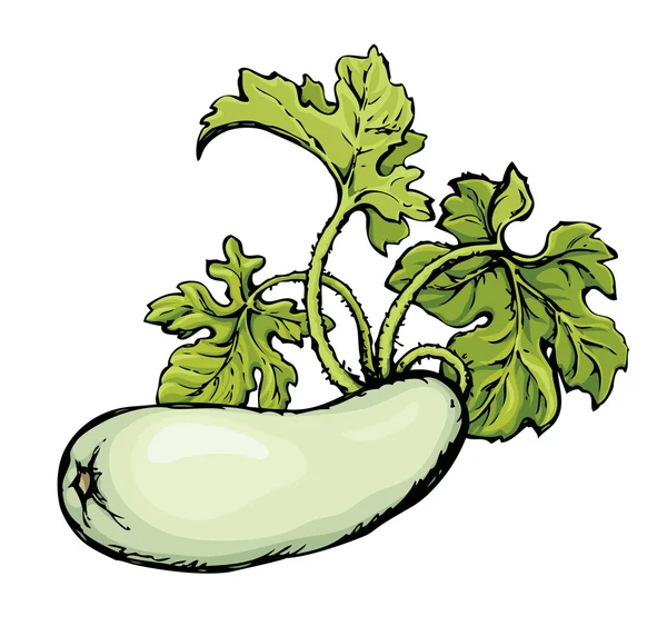 Zucchini. Desenho vetorial — Vetor de Stock