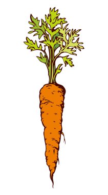 Havuç. Vektör çizim