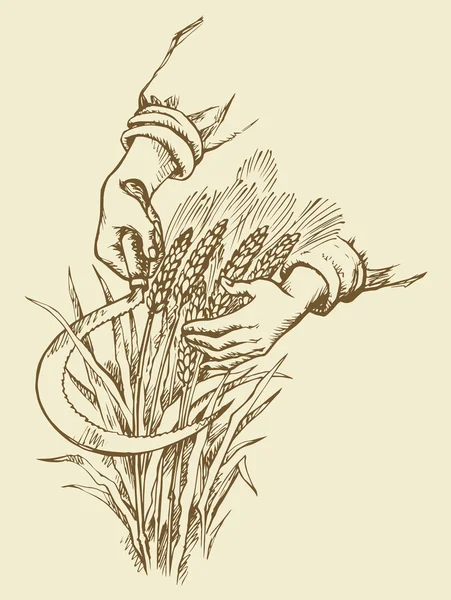 手割镰小麦。矢量绘图 — 图库矢量图片