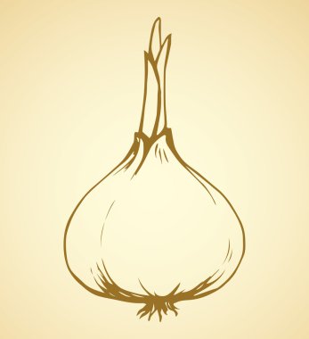 Soğan. Vektör çizim