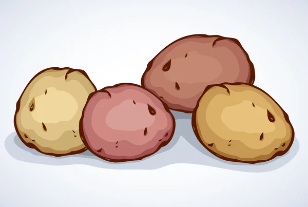 Potato. Vector drawing — Stock Vector