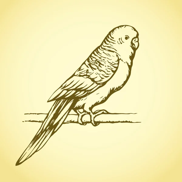 Budgerigar. Dibujo vectorial — Archivo Imágenes Vectoriales