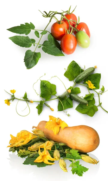 Butternut squash met groene bladeren en grote bloemen — Stockfoto