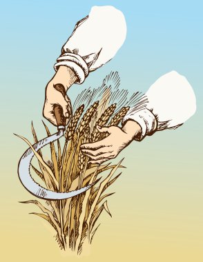 El biçme Orak buğday. Vektör çizim