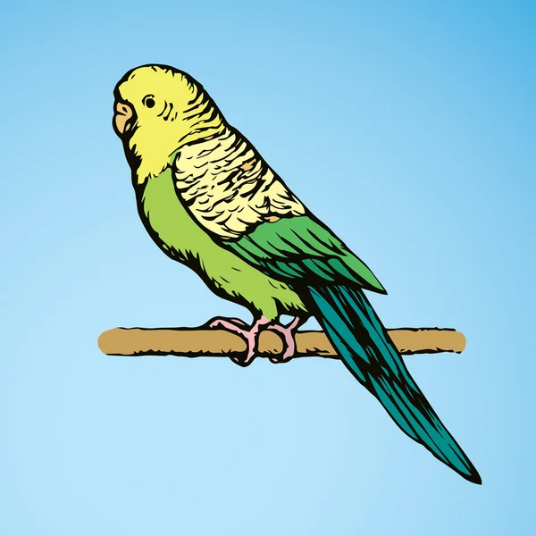 Budgerigar. Dibujo vectorial — Vector de stock