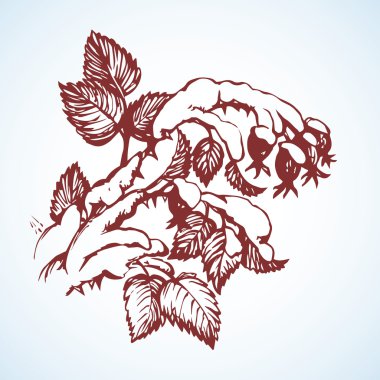 Kuşburnu karda. Vektör çizim