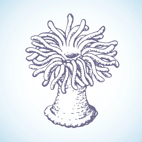 Anemone di mare. Schizzo vettoriale — Vettoriale Stock