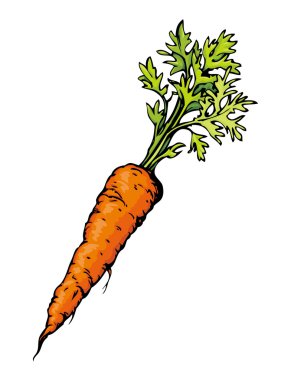 Havuç. Vektör çizim