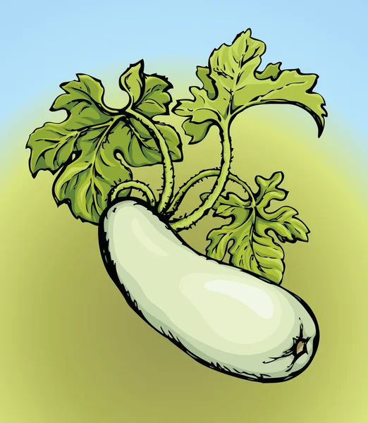 Zucchine. Disegno vettoriale — Vettoriale Stock