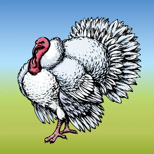 Pavo. Dibujo vectorial — Archivo Imágenes Vectoriales