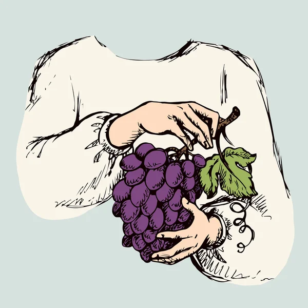 Mãos com um monte de uvas. Desenho vetorial —  Vetores de Stock