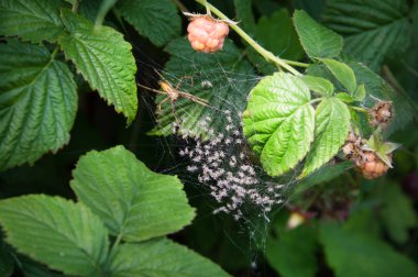 Örümcek ve spiderlings