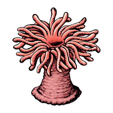 Deniz anemone. Vektör çizimi