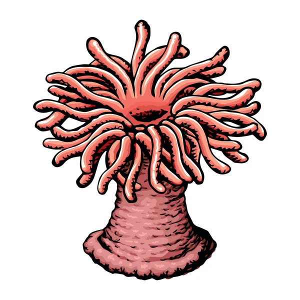 Anémona marina. Boceto vectorial — Archivo Imágenes Vectoriales
