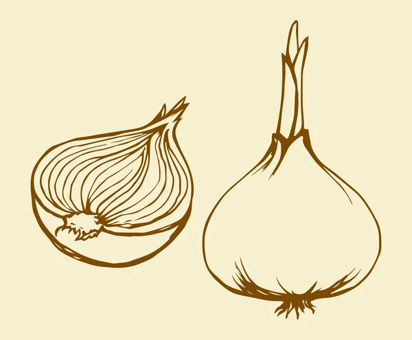 La mitad de cebollas. Dibujo vectorial — Archivo Imágenes Vectoriales