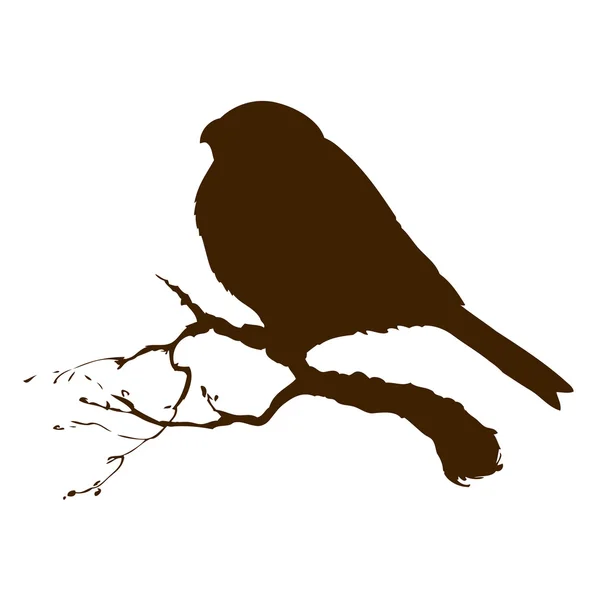 Pássaro. Desenho vetorial — Vetor de Stock