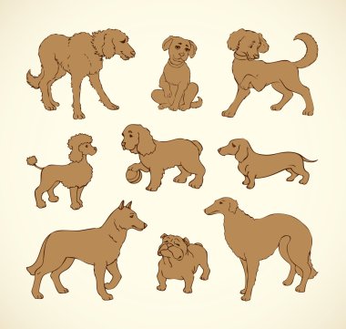 Çizim vektör anahattı. safkan köpekler ve Melez