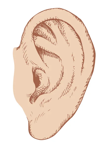 Human ear. Vector sketch — Stock Vector