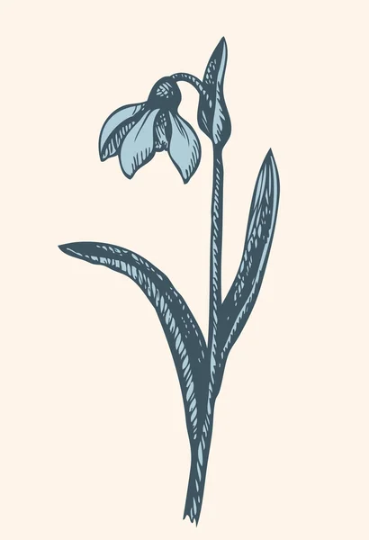 Vector drawing. First spring flower - Snowdrop — Stock Vector