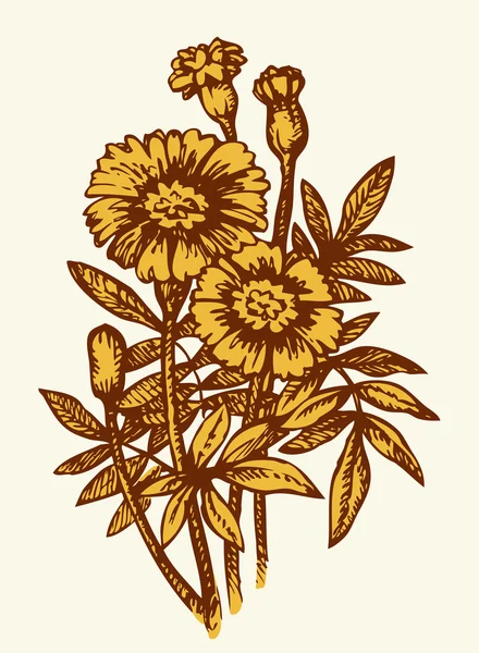 Dibujo vectorial. Tagetes de floración amarilla brillante — Vector de stock