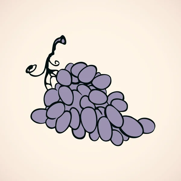Um bando de uvas. Desenho vetorial —  Vetores de Stock