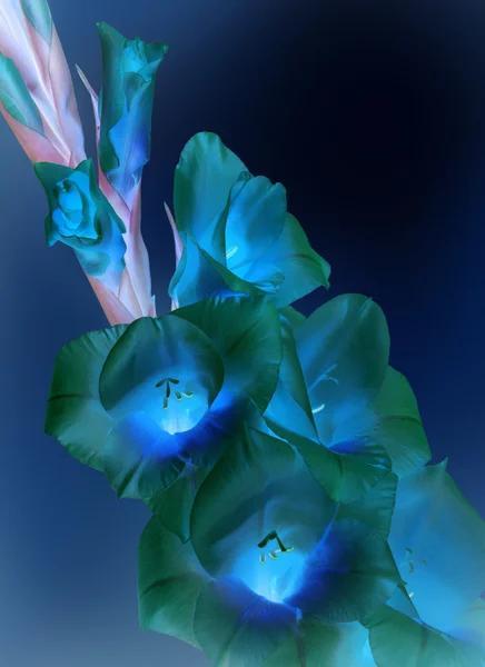 Gladiolus branch with pink flowers and buds — Stock Photo, Image