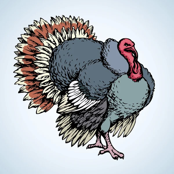 Turkey. Vector drawing — Stock Vector © Marinka 132929078