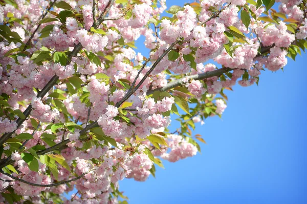 Bahar Sakura Kiraz Çiçeği — Stok fotoğraf