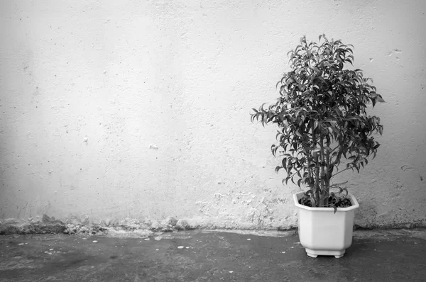 Petit arbre en pot blanc sur fond mur en béton — Photo