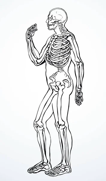 Antique Santé Adulte Mâle Figure Vertébrale Élément Péroné Stand Espace — Image vectorielle