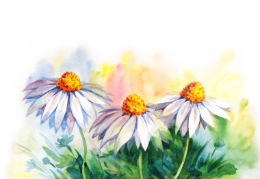 Canlı turuncu gouache renginde stilize edilmiş glade resim arkaplanı resmi. El çizimi suluboya pembe matricaria baş deseni kağıt boşluğunda ışık deseni üzerine yazı için kabataslak. Bitkisel tıbbi çay sembolü