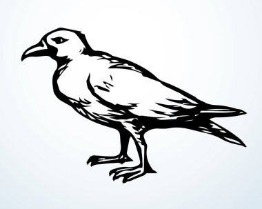 Koyu mürekkep kalemle çizilmiş Corvidae Corone kuyruk tüyü amblemi tasarımı. Retro sanat karalama kalem çizgi film baskı tarzı. Yakın görünüm hafif kağıt eski büyük göl büyük bacak resim gökyüzü metin uzayı