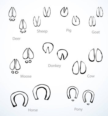 Şirin, düz toynaklı, yaban domuzu pabucu pul elementi beyaz çiftlik kumları için zemin hazırladı. Kapalı üst kar ayrıntıları makro görünüm çizgisi el çizimi hayvanat bahçesi veteriner çizimi resim tasarımı modern web sanat karalama tarzı